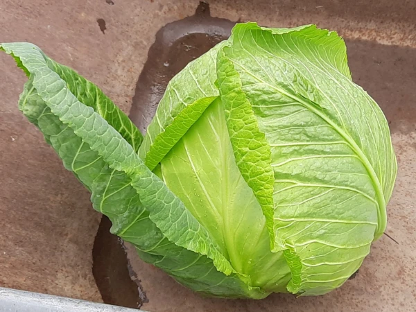 Vegetables Cabbage Gardener Aberdeenshire